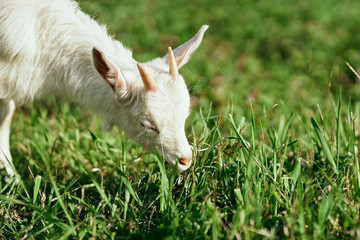 Obraz premium goat on green grass