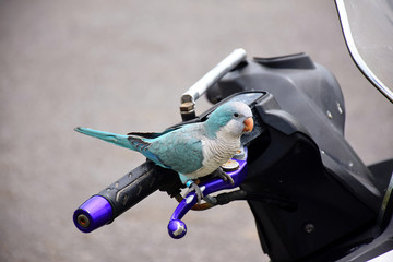 Obraz premium Turquoise parrot sitting on a motorbike handle, Taipei, Taiwan