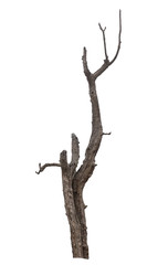 tree death or branch die on white background