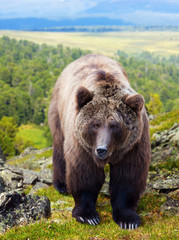 Obraz na płótnie Canvas Brown bear in wildness