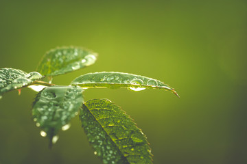 Fototapeta na wymiar Blätter nach einem Regen mit grünen Hintergrund