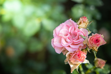 Roses in the garden