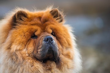 Chow chow dog, breed from China. Portrat, close up.