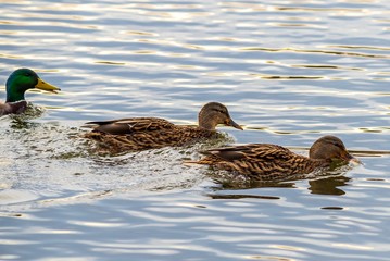 Ducks on a lake, Ukraine