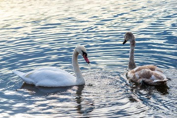 Swans on the lake in Truskavets, Ukraine.