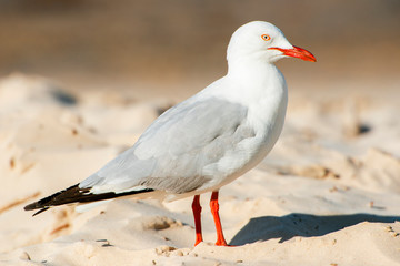 Beautiful Seagull
