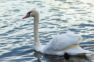 Obraz premium Swan on the lake in Truskavets, Ukraine. Close up