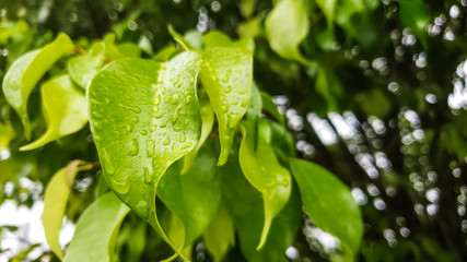 green leaves with spring drops