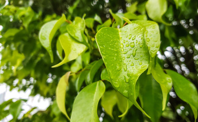 green leaves with raindrops cloudy day