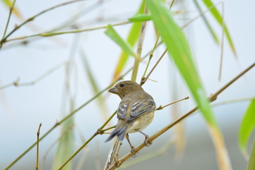 The outdoor fringillidae birds in the park