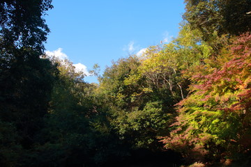 深淵の幻想的な森と憂鬱