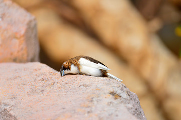 The outdoor fringillidae birds in the park