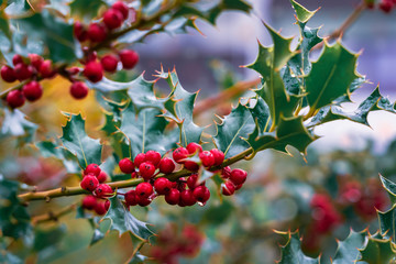 Evergreen boughs green leaves and red berries. Ilex aquifolium Christmas holly decor