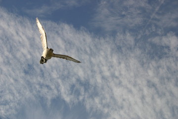 Falke im flug 
