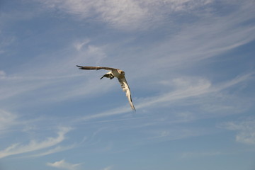 Falke im flug 