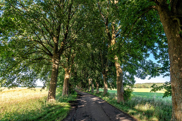 Obraz premium Allee im Sommer in Masuren