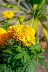  Yellow marigold