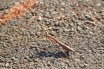 荒野で戦う擬態したカマキリ
