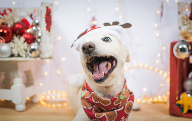 perro navideño
