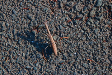 荒野で戦う擬態したカマキリ