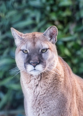 2019-01-03 CLOSE UP SHOT OF MALE COUGAR