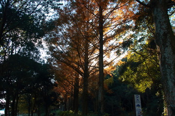 色鮮やかな日本の森