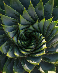 Plant Spiral Pattern