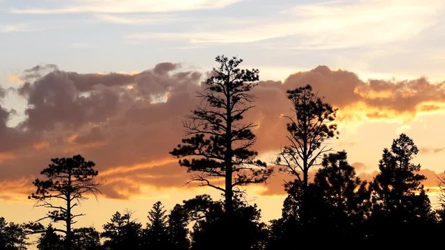 Pine tree silhouette in Paria view overlook with twilight dark orange sky and moving clouds in Bryce Canyon National Park after sunset