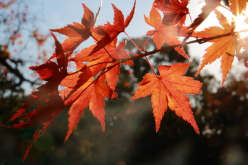 輝く太陽の下の秋を感じる美しい紅葉とモミジ