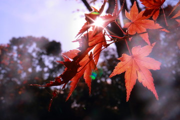 輝く太陽の下の秋を感じる美しい紅葉とモミジ