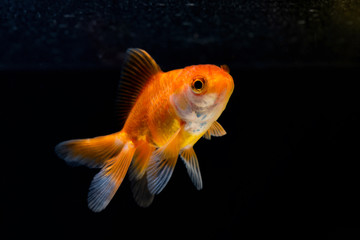 Gold fish or goldfish floating swimming underwater in fresh aquarium tank.