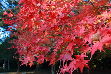 秋を感じる美しい紅葉