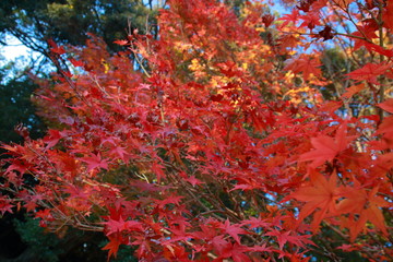 秋を感じる美しい紅葉