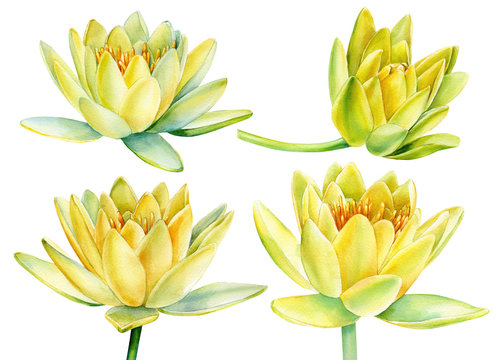 Set of yellow lotus flowers on an isolated white background, watercolor clipart, water lily