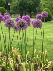 Fiori
