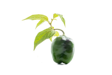 Chile Manzano con la rama del arbol sobre fondo blanco