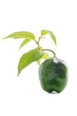 Chile Manzano con la rama del arbol sobre fondo blanco