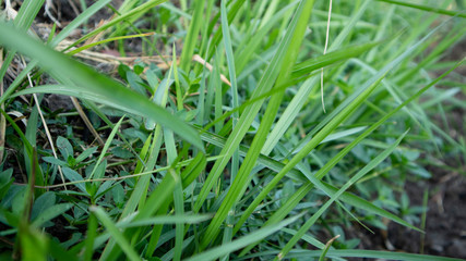 Reeds or called Imperata cylindrica in the dry season. Scenery in the morning with a quiet atmosphere in the countryside
