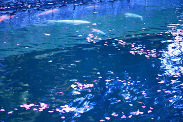 幻想的な落ち葉と恋と鯉と失恋