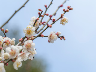 白い梅の花