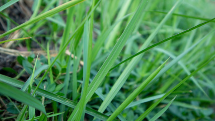 Reeds or called Imperata cylindrica in the dry season. Scenery in the morning with a quiet atmosphere in the countryside