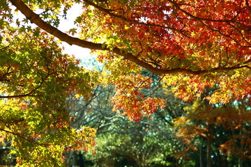 色とりどりの秋を感じさせる神々しい広葉樹の紅葉