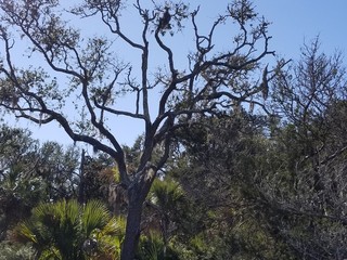 tree, nature, sky, forest, trees, branch, green, landscape, branches, blue, park, leaf, plant, wood, foliage, spring, leaves, old, natural, sun, trunk, pine, summer, season, woods