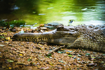 dangerous animals alligator in the water
