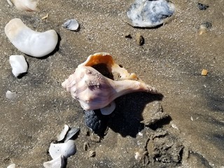 animal, sand, beach, sea, bird, nature, gannet, summer, wildlife, ocean, baby, brown, nest, water, dog, dead, shell, chicken