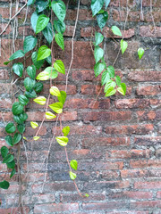 Tree propagate on the wall. Green betel leaf in the garden. Green leaf background. Green plants...