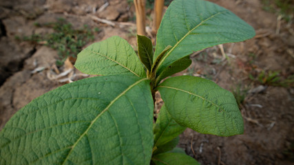 Teak leaves with a clear texture, suitable for use as a background image. Teak is a tropical plant that can live in minimal water conditions.