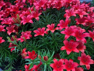 pink flowers in a garden