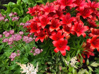 red flowers in the garden