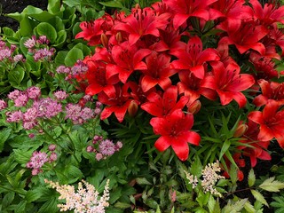 red flowers in the garden